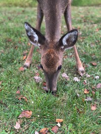 What we lovingly called our yard deer bc they came so close multiple times a day!