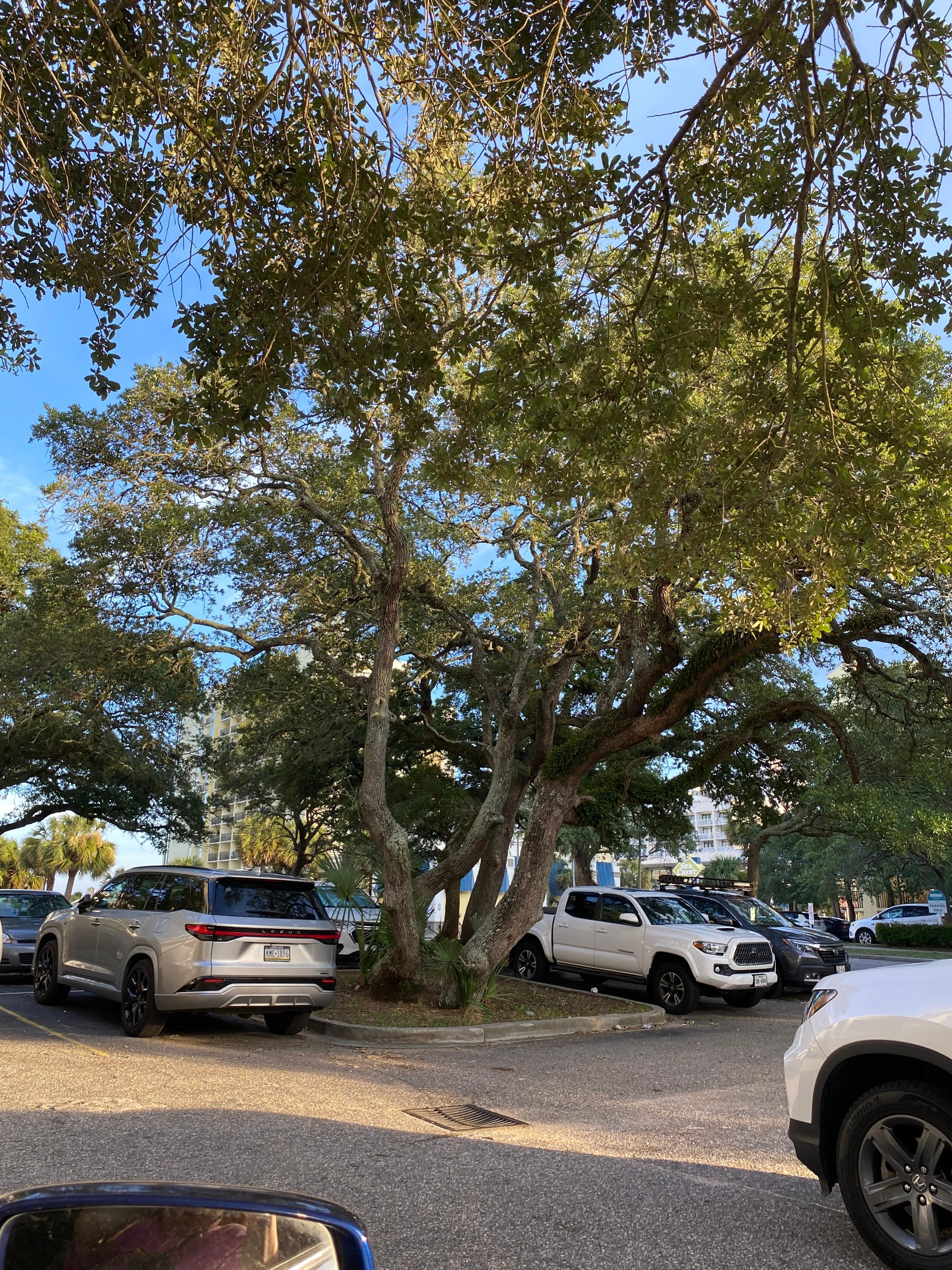 Parking lot. Had beautiful trees!