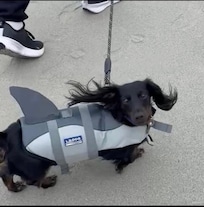 Milo loved the beach