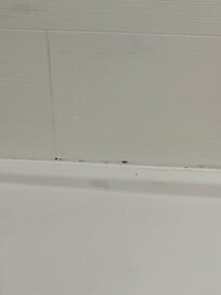 Mold