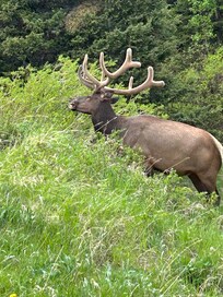Majestic Elk