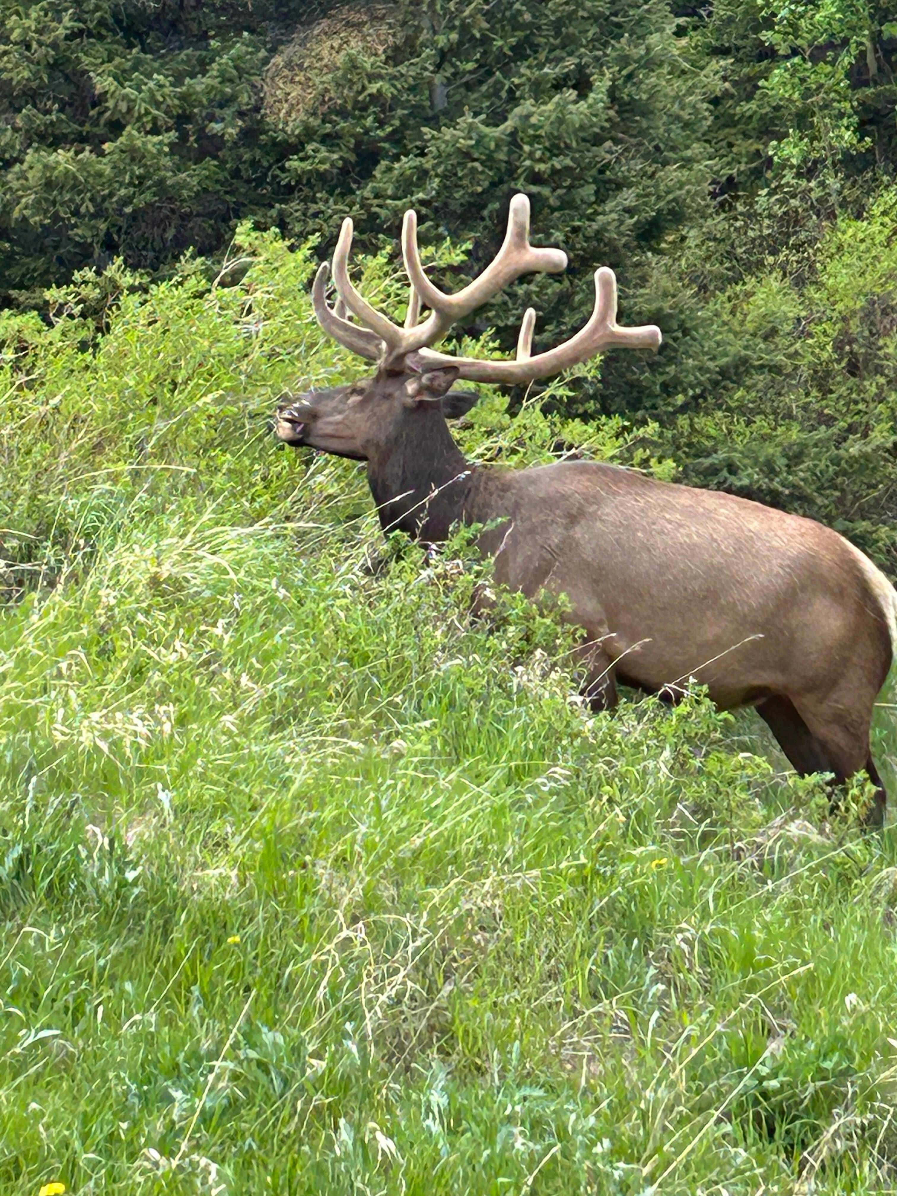 Majestic Elk
