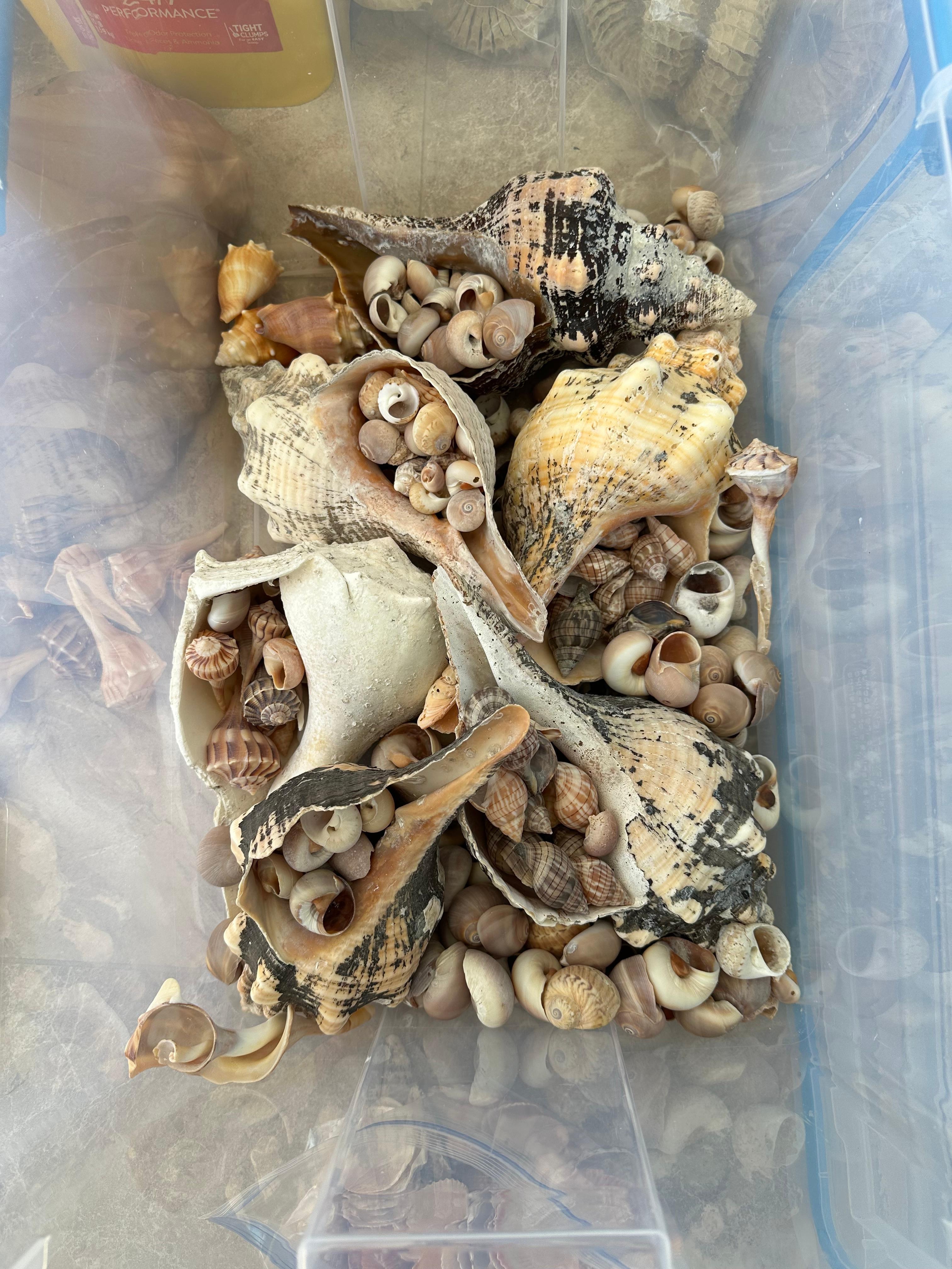 Some of my shells!