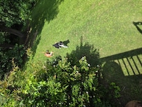The pups really enjoyed the big backyard to run and play in