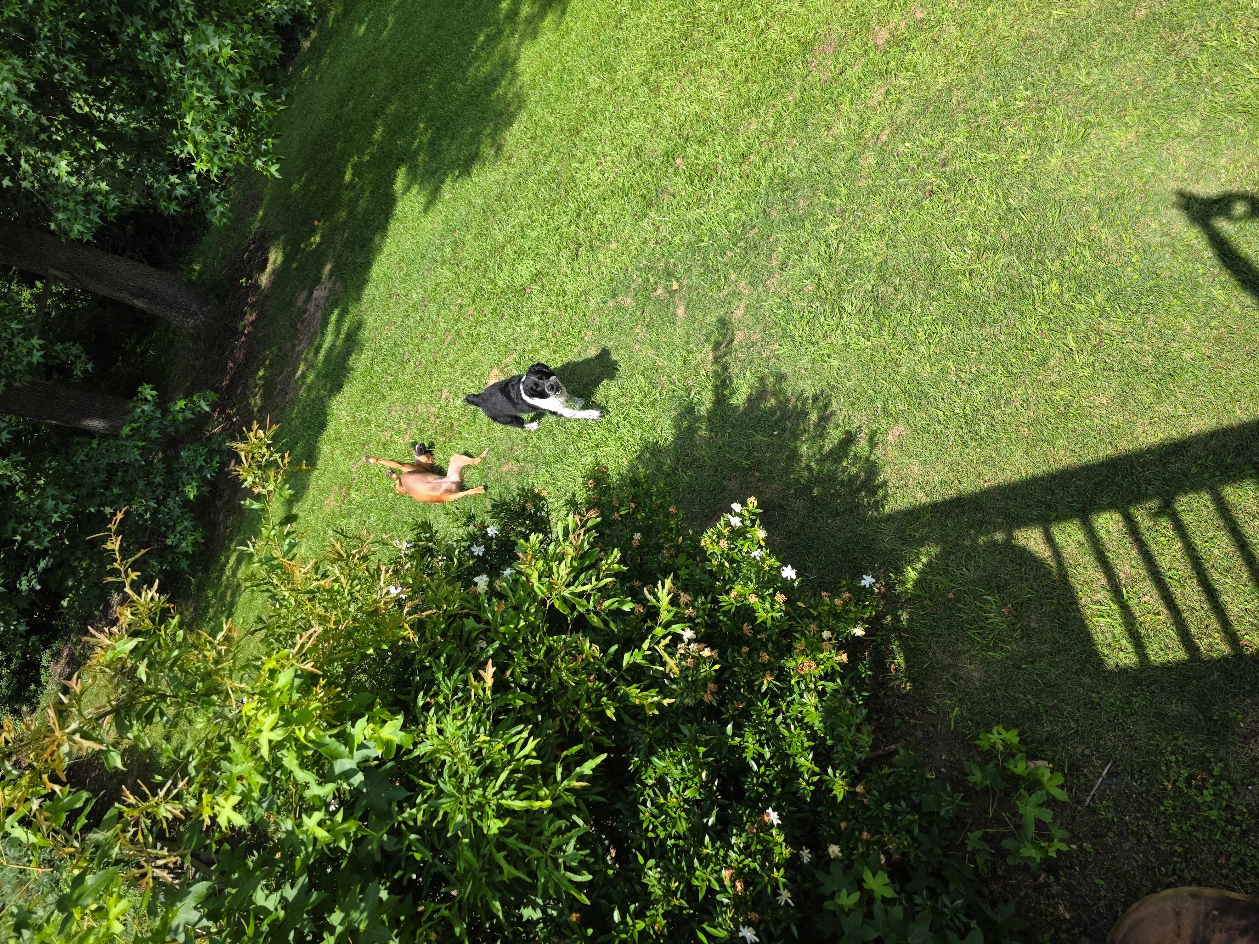 The pups really enjoyed the big backyard to run and play in