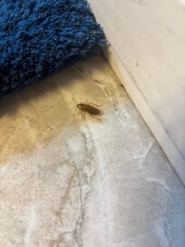 Cockroach in the bathroom at 2 pm on Wednesday August 6