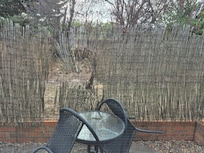 Needs new patio fence, bamboo is gone