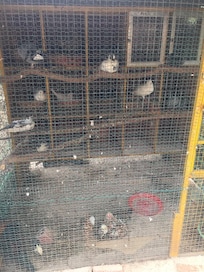 Birds kept in crowded cramped cages in hotel grounds.