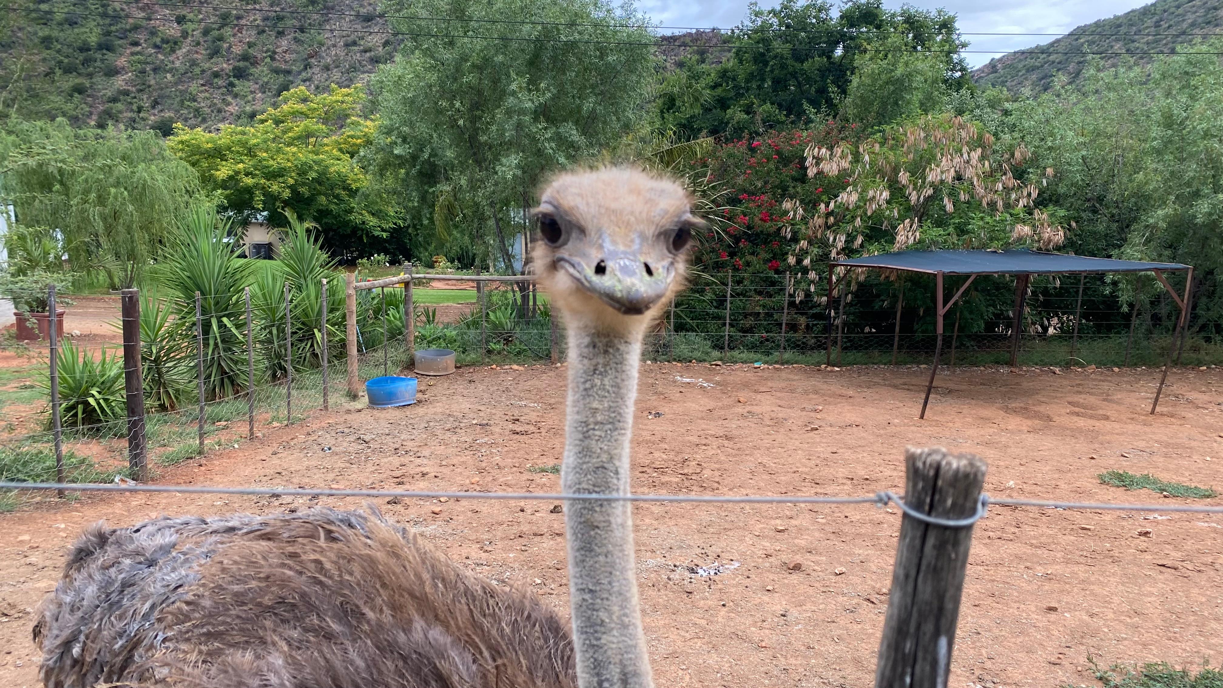 Ostrich in pen