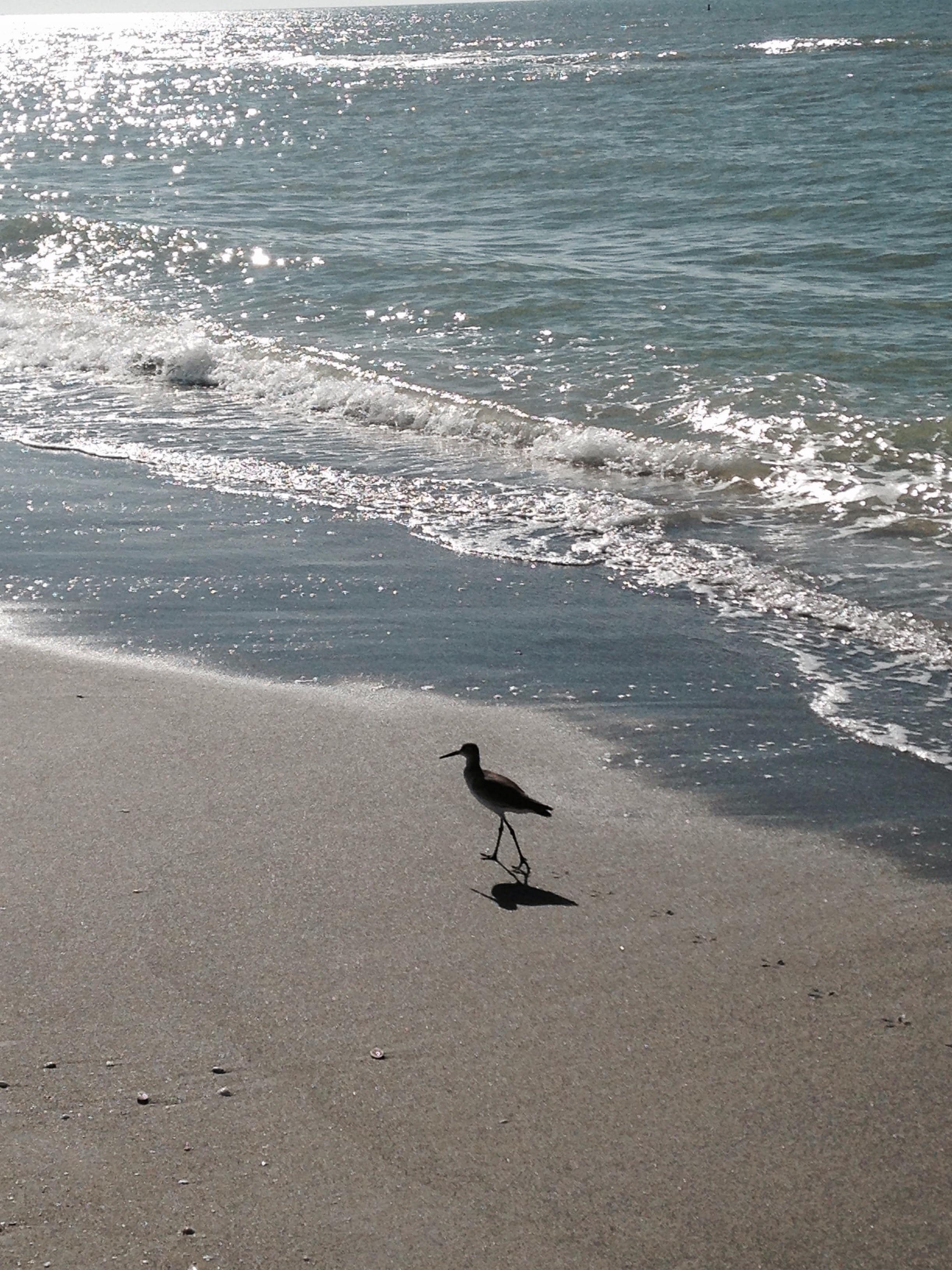 Sweet little bird, chasing waves