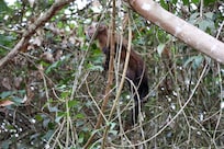 So much wildlife