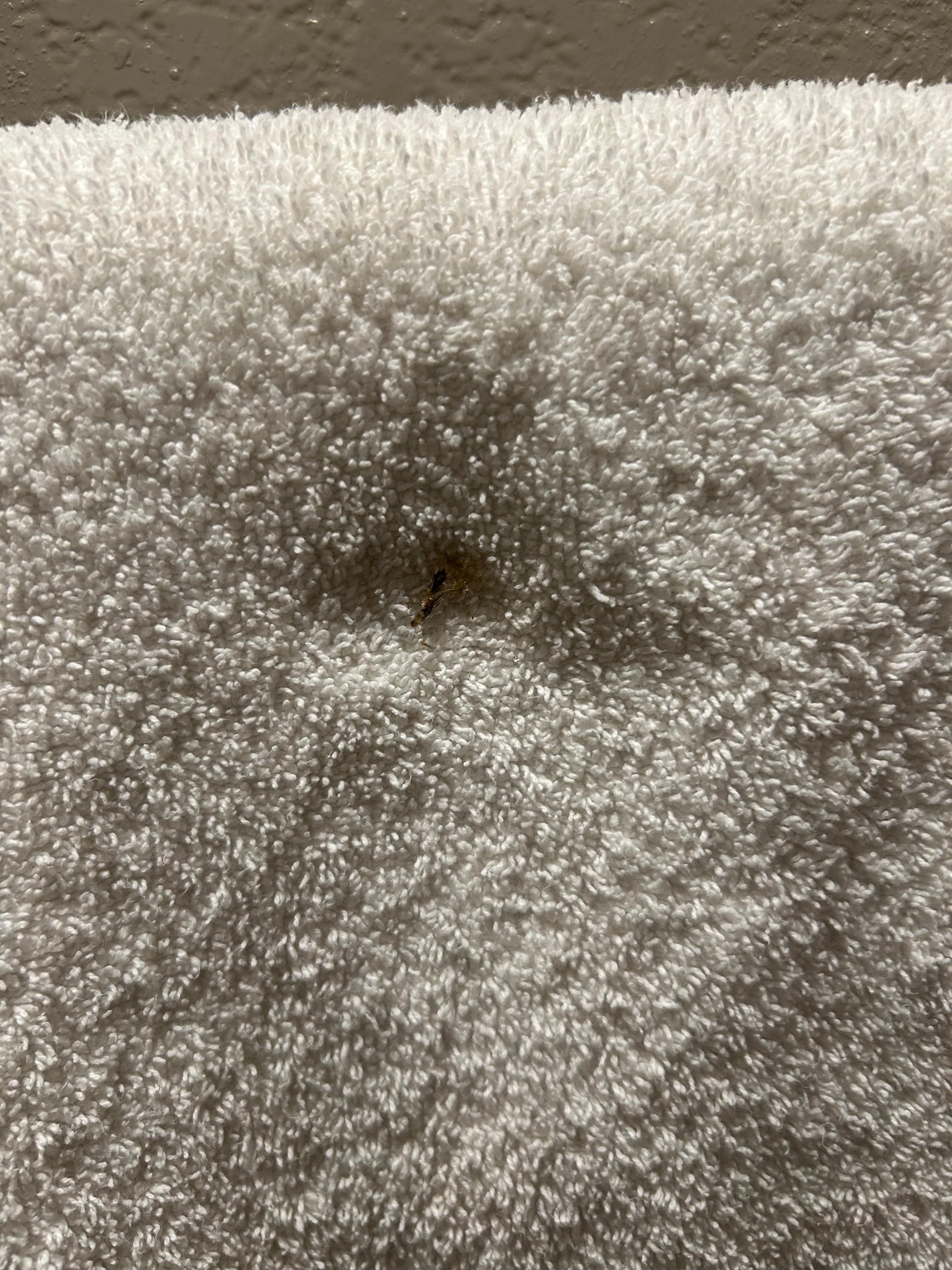 There’s a smashed gnat