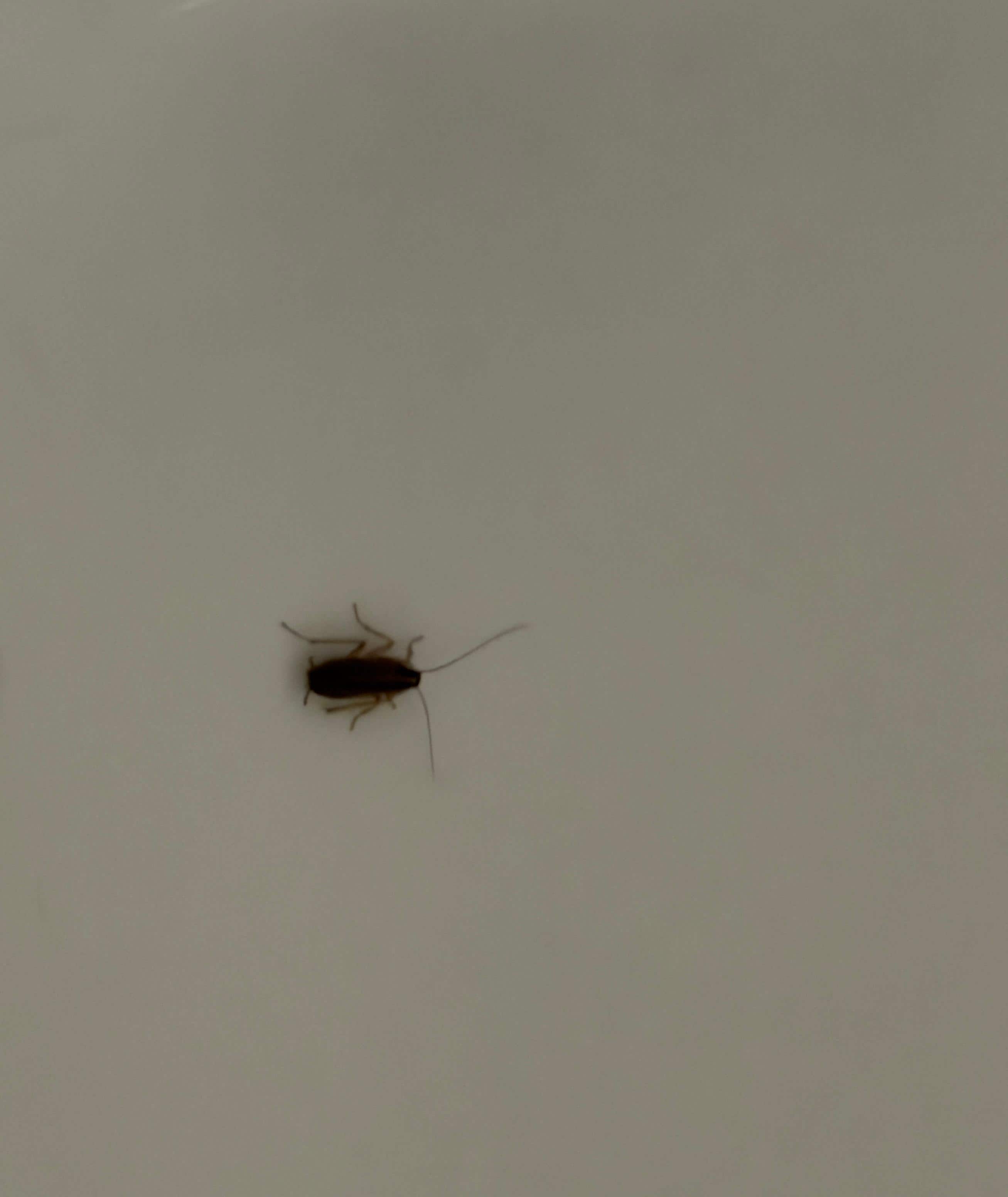 Found in the bathtub