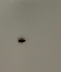 Found in the bathtub