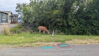 We got to see some deer up close!