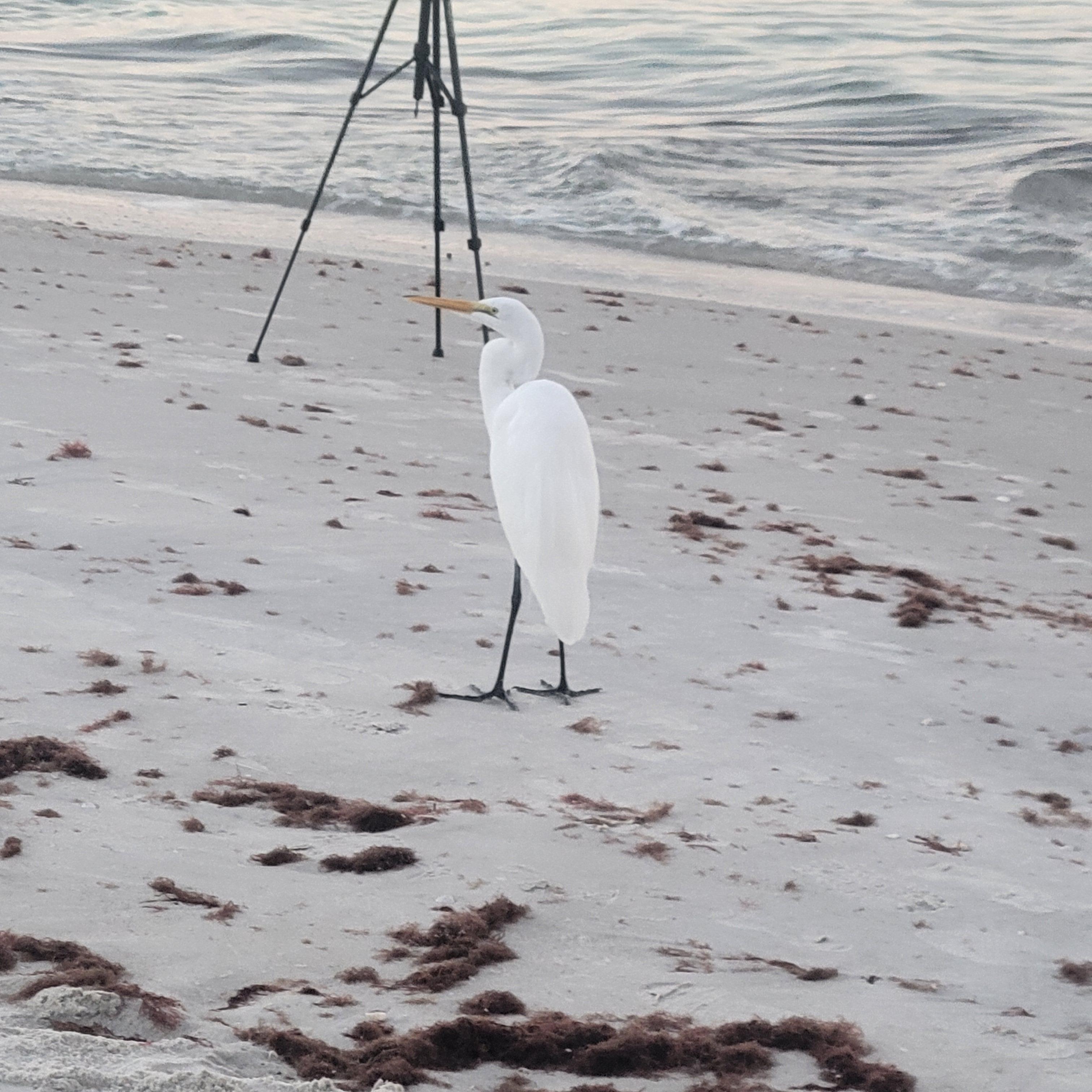 Birds we don't have in colorado lol