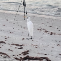 Birds we don't have in colorado lol