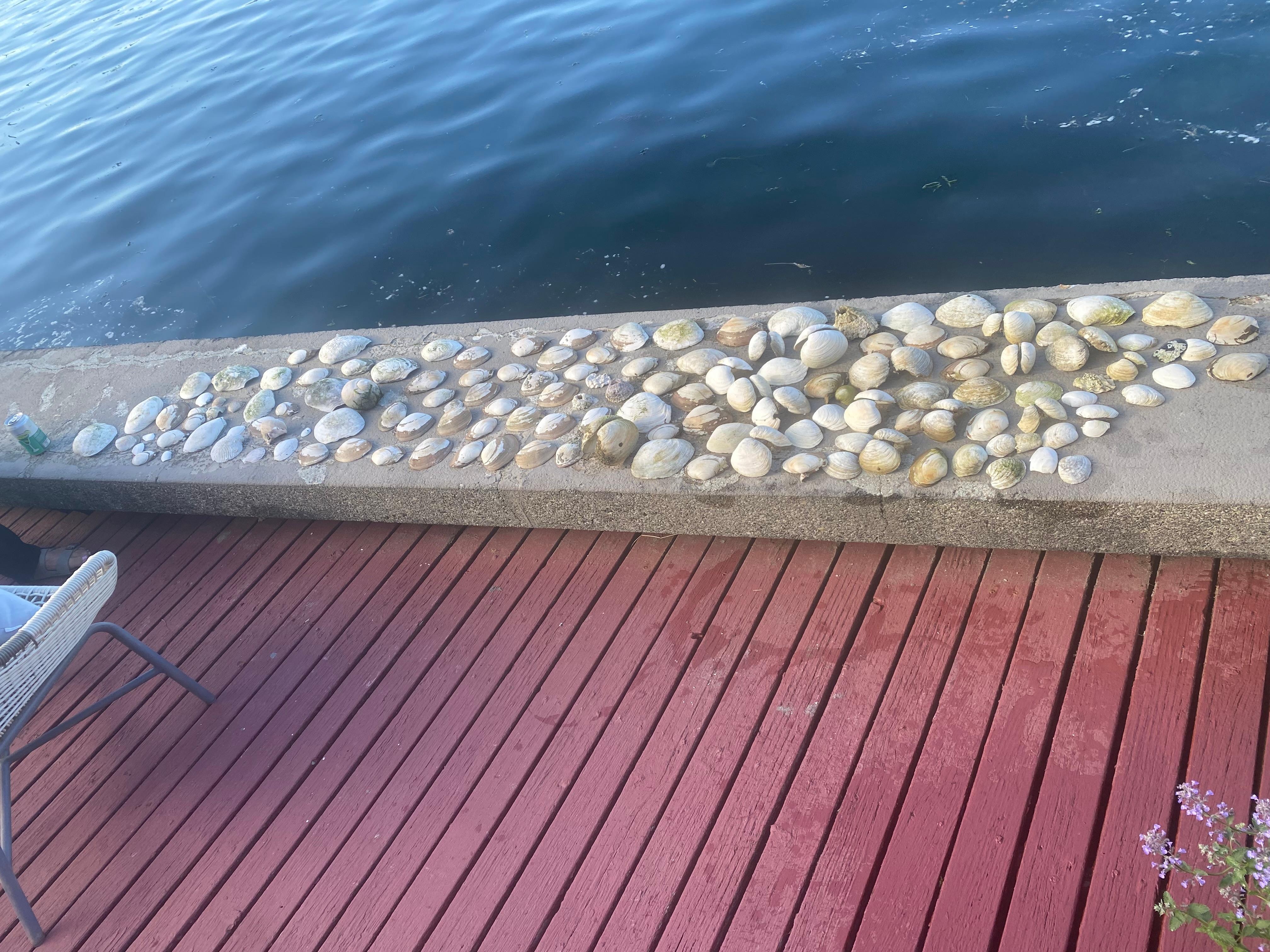 Shell collection from beach 