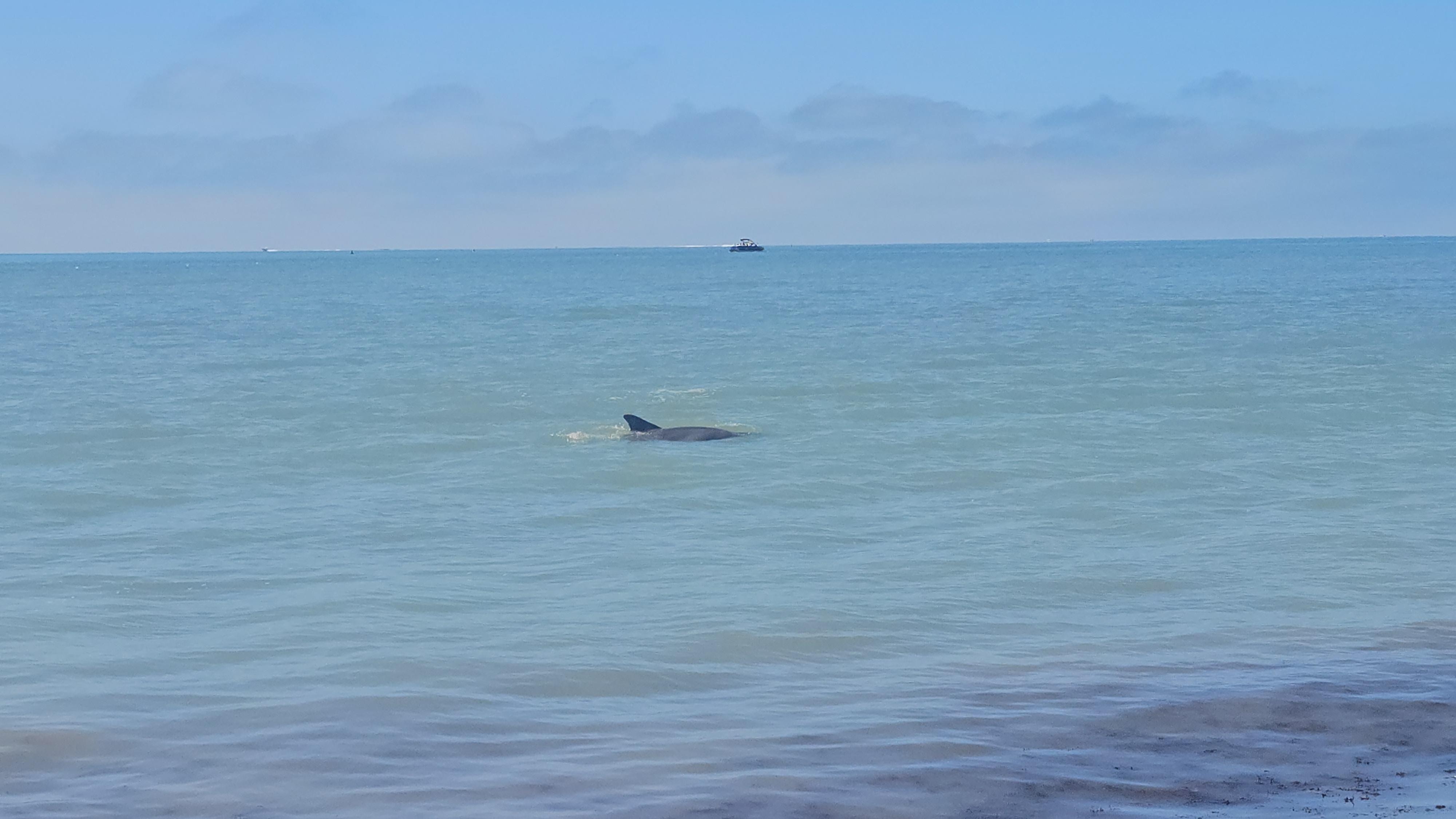 We saw so many every day