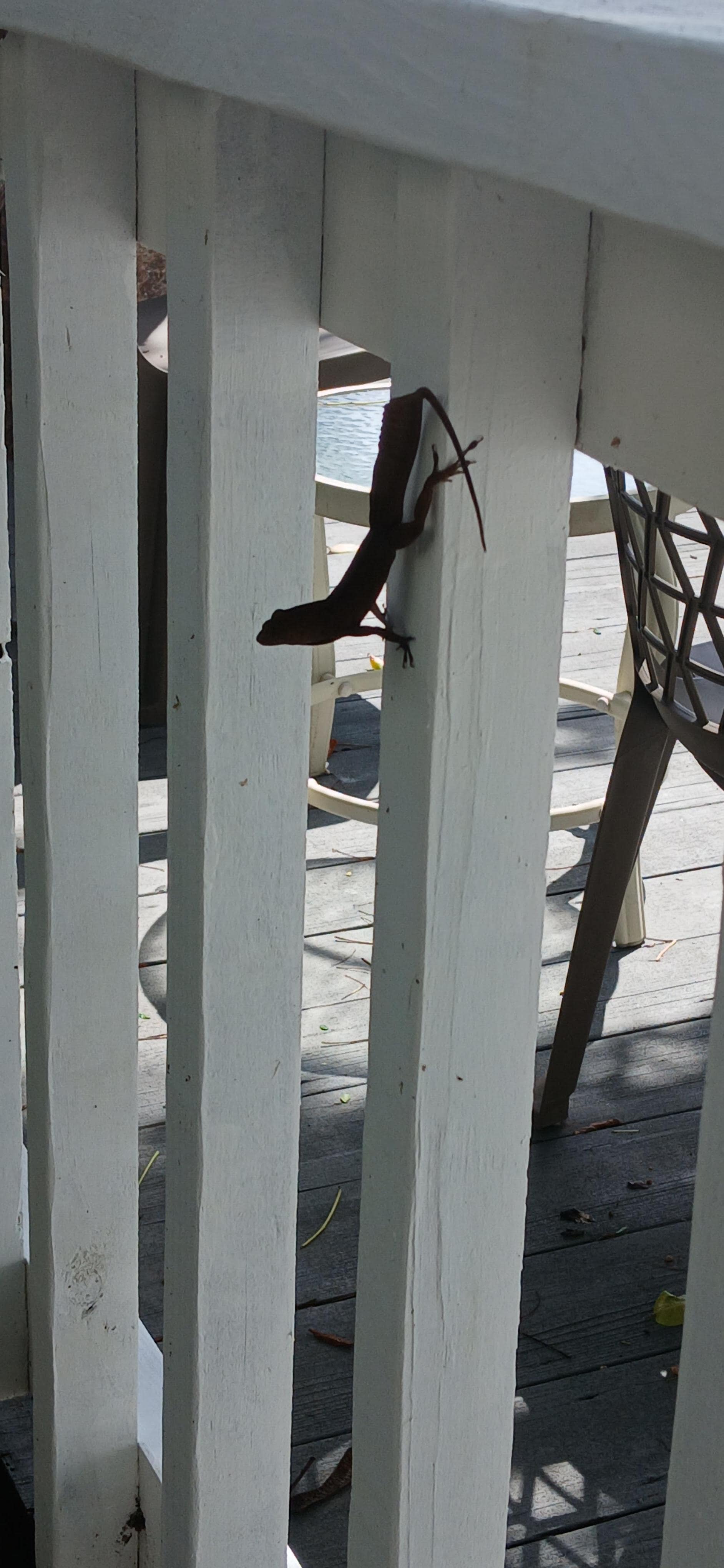 The little critters are only outside. Roosters and hens are everywhere so I hope you like an early morning lol