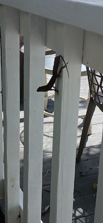 The little critters are only outside. Roosters and hens are everywhere so I hope you like an early morning lol