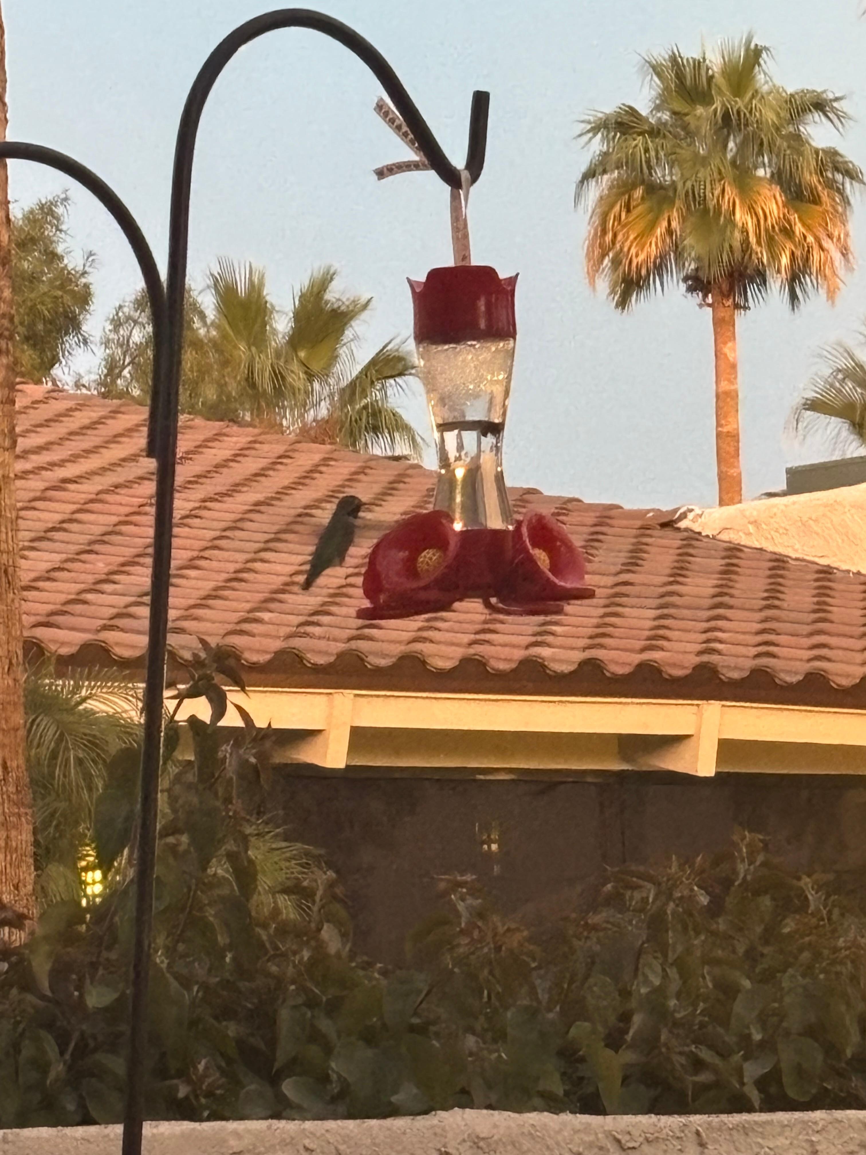 We put out the hummingbird feeder 