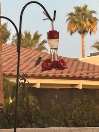 We put out the hummingbird feeder