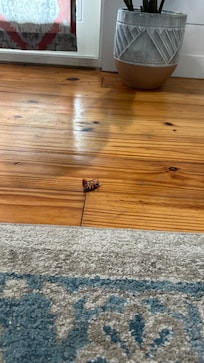 Rip