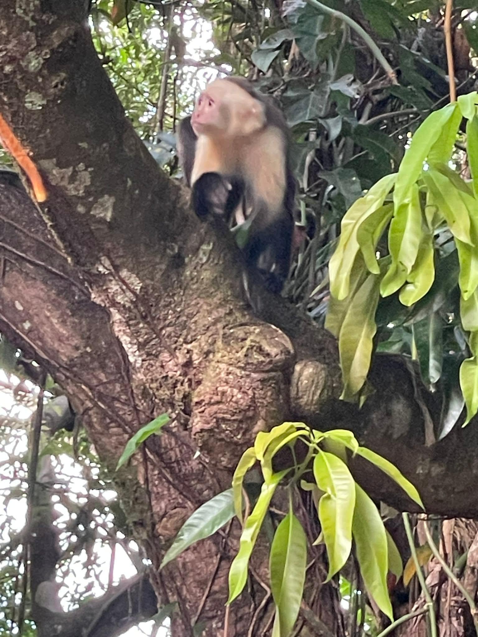 These guys came out every evening - they stay up in the trees, they don't venture to the parking lot or apartment