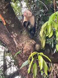 These guys came out every evening - they stay up in the trees, they don't venture to the parking lot or apartment
