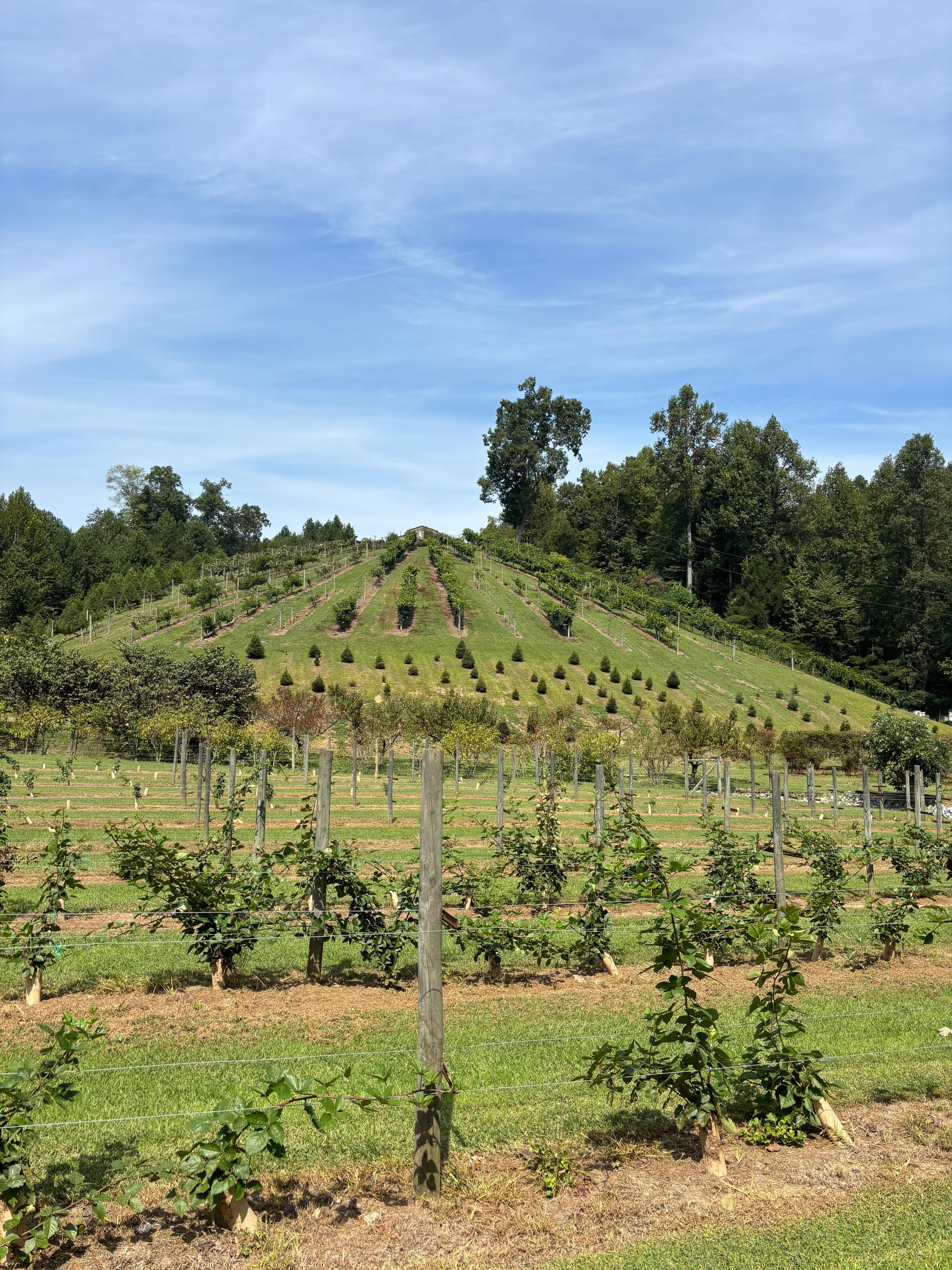Cutest little local winery 3 min drive.  