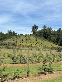 Cutest little local winery 3 min drive.