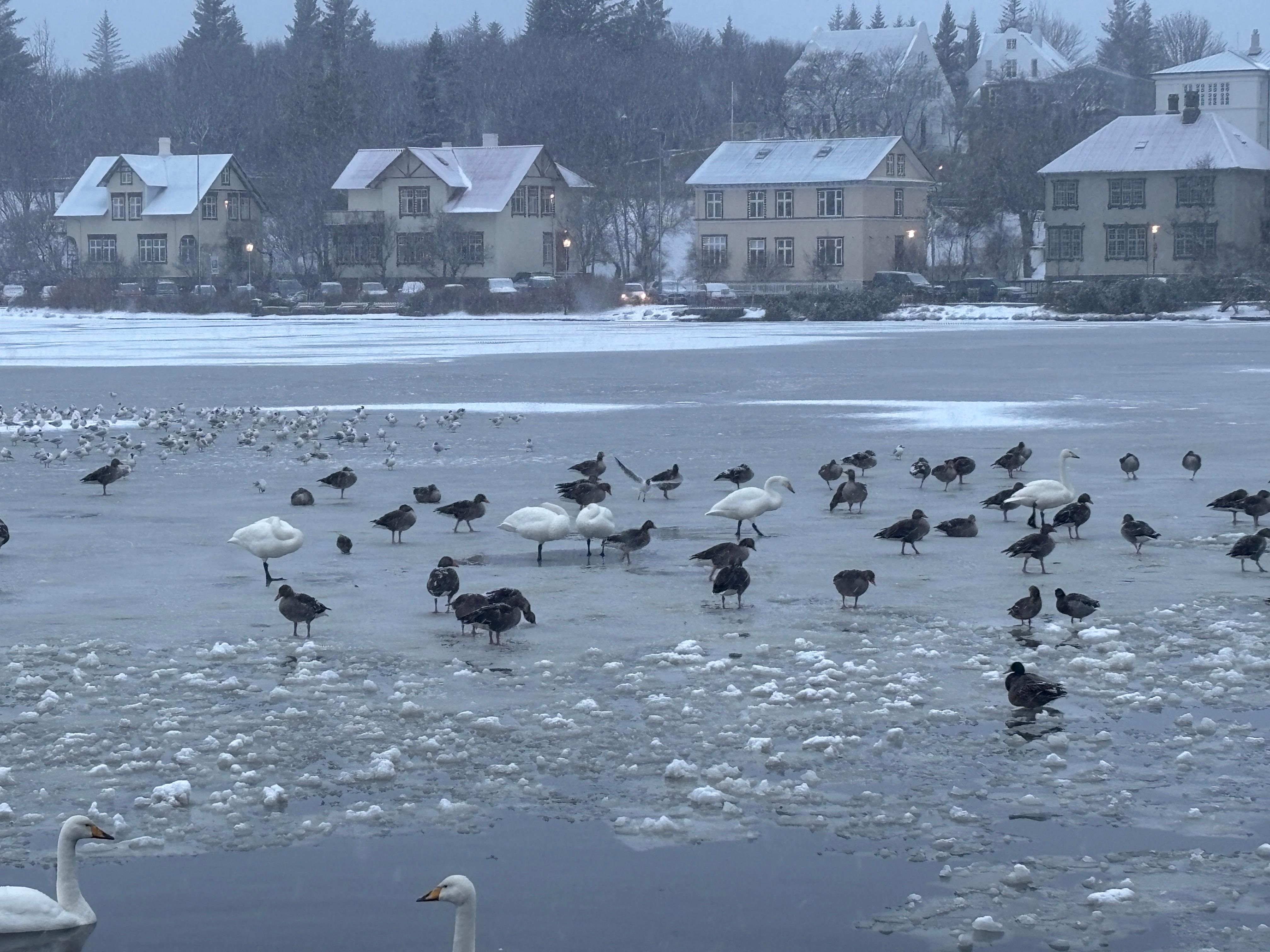 The pond near the apartment