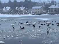 The pond near the apartment