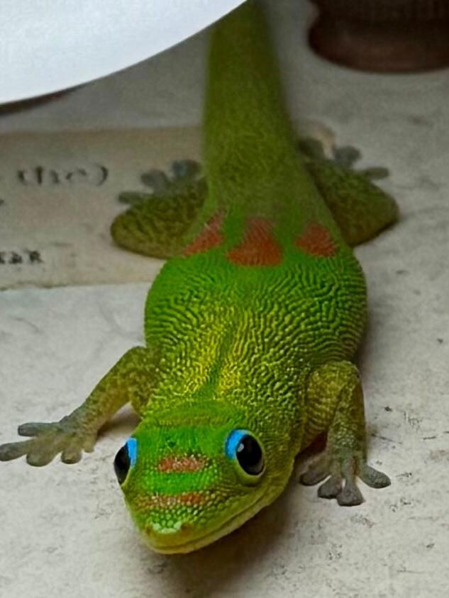 Our gecko friend