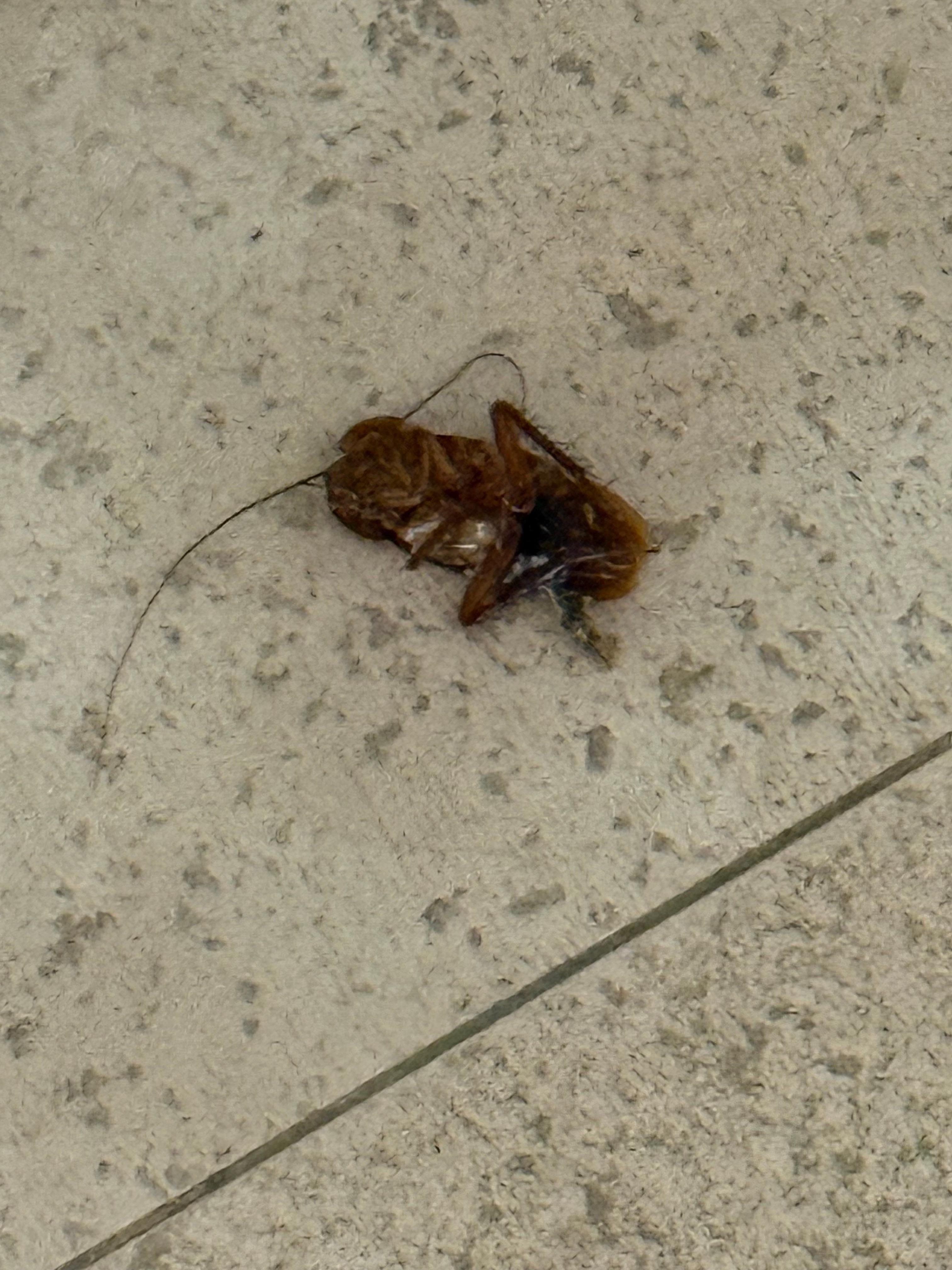 But they didn’t have cockroaches