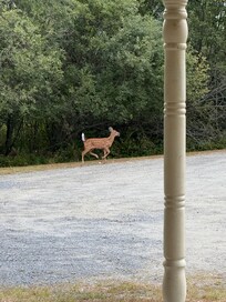 Resident baby deer