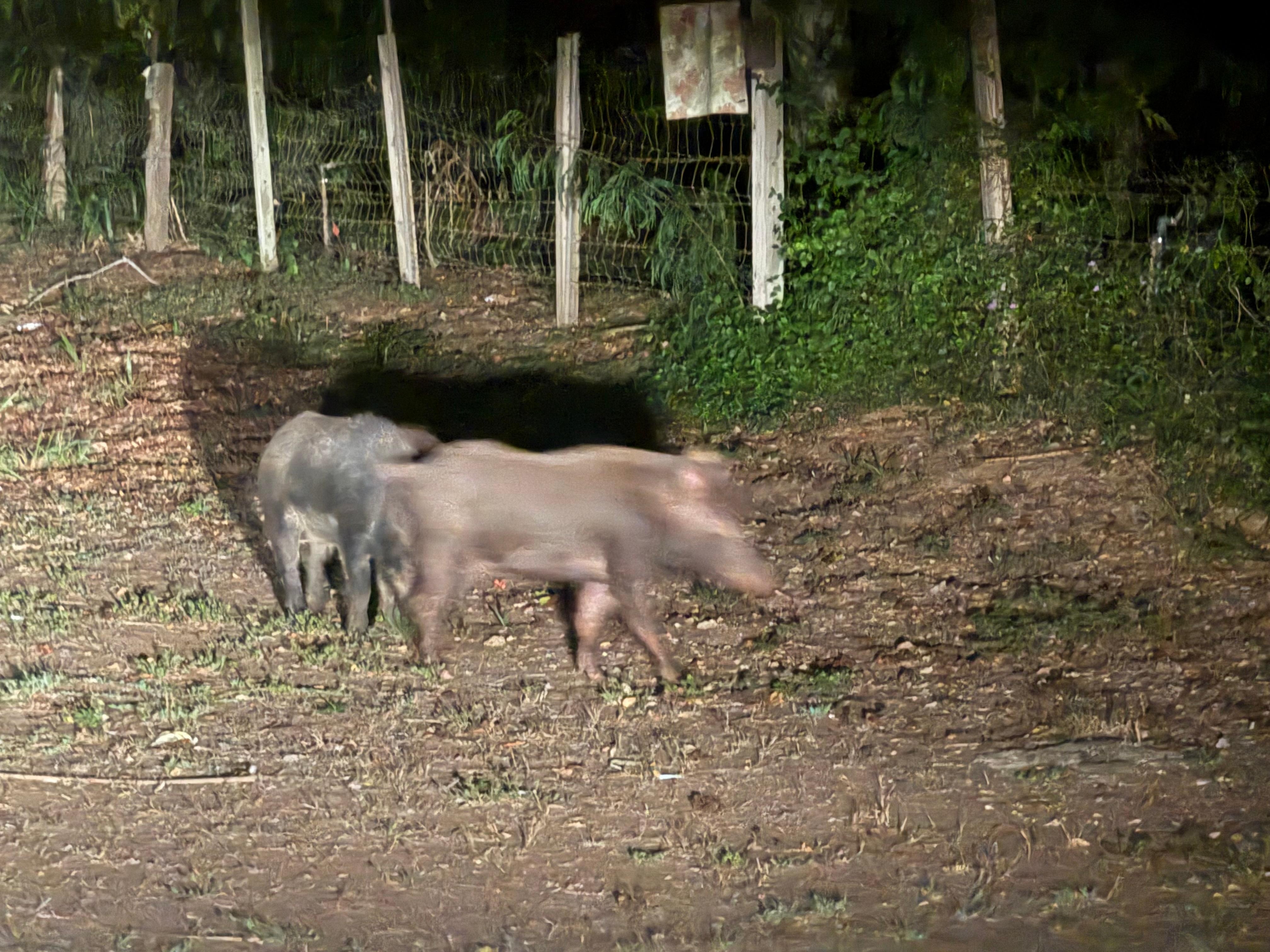 Wild pigs.