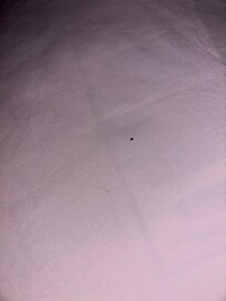 Cockroach egg
