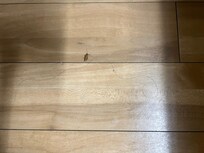 I saw cockroaches ran around on the floor.