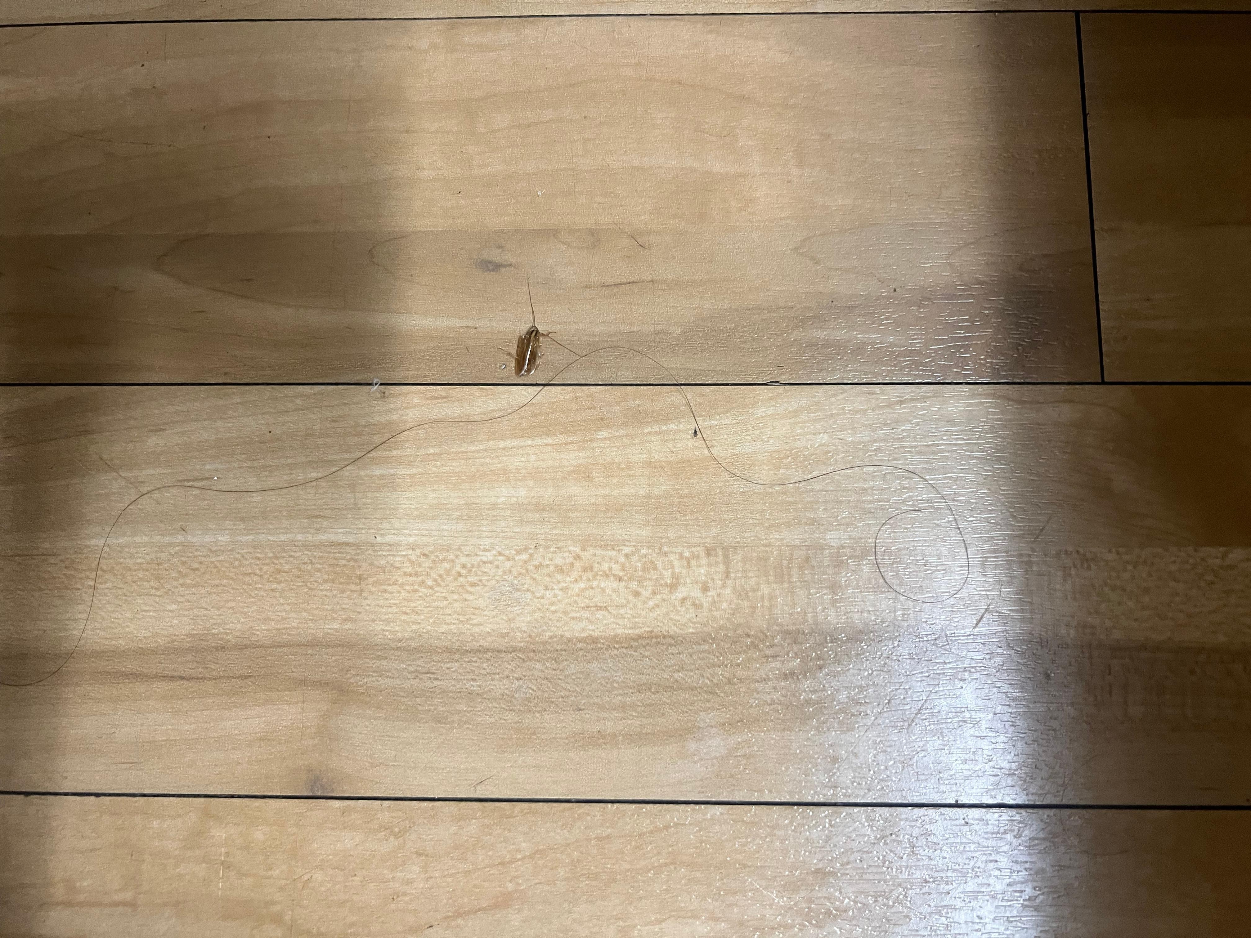 I saw cockroaches ran around on the floor.