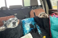 Floating across the ferry in style!