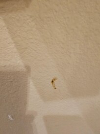 Restroom walls feces by the toilet paper holder