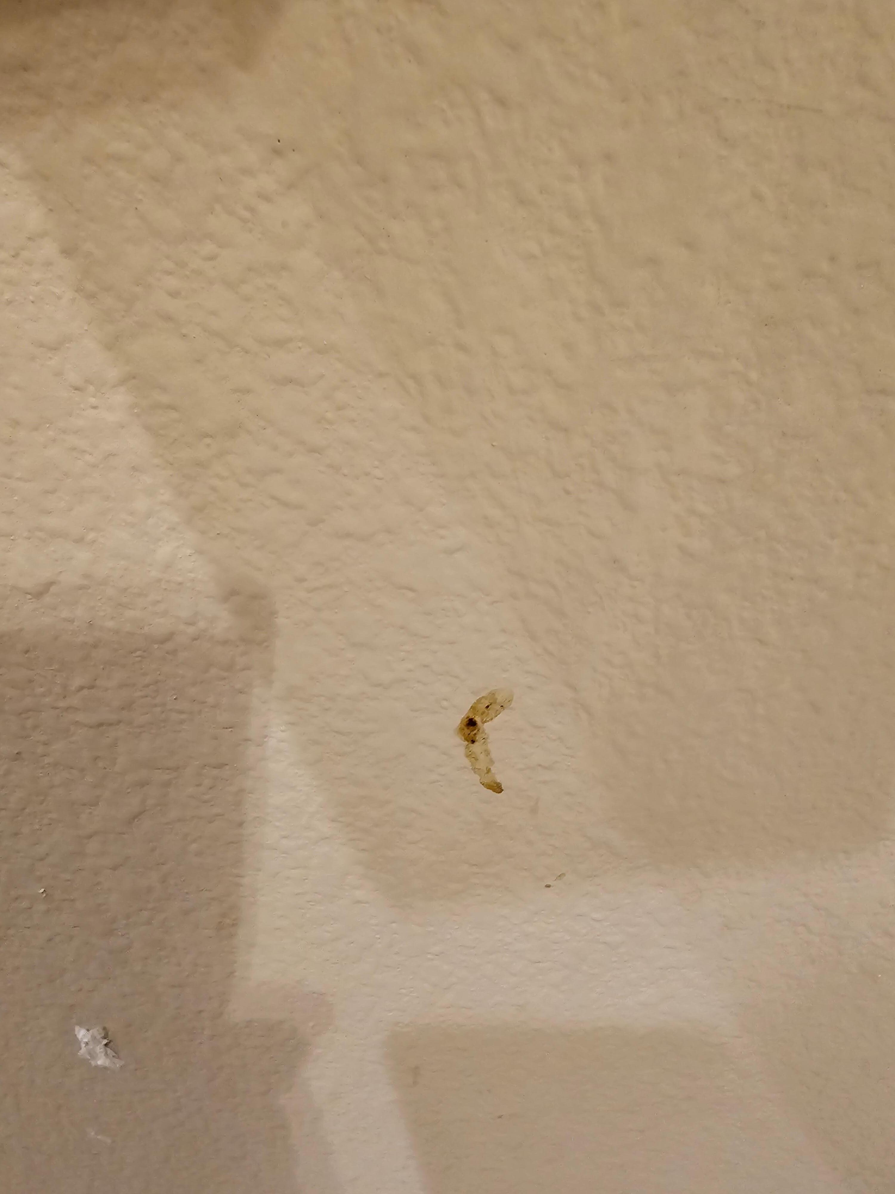 Restroom walls feces by the toilet paper holder