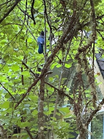 Steller’s Jay