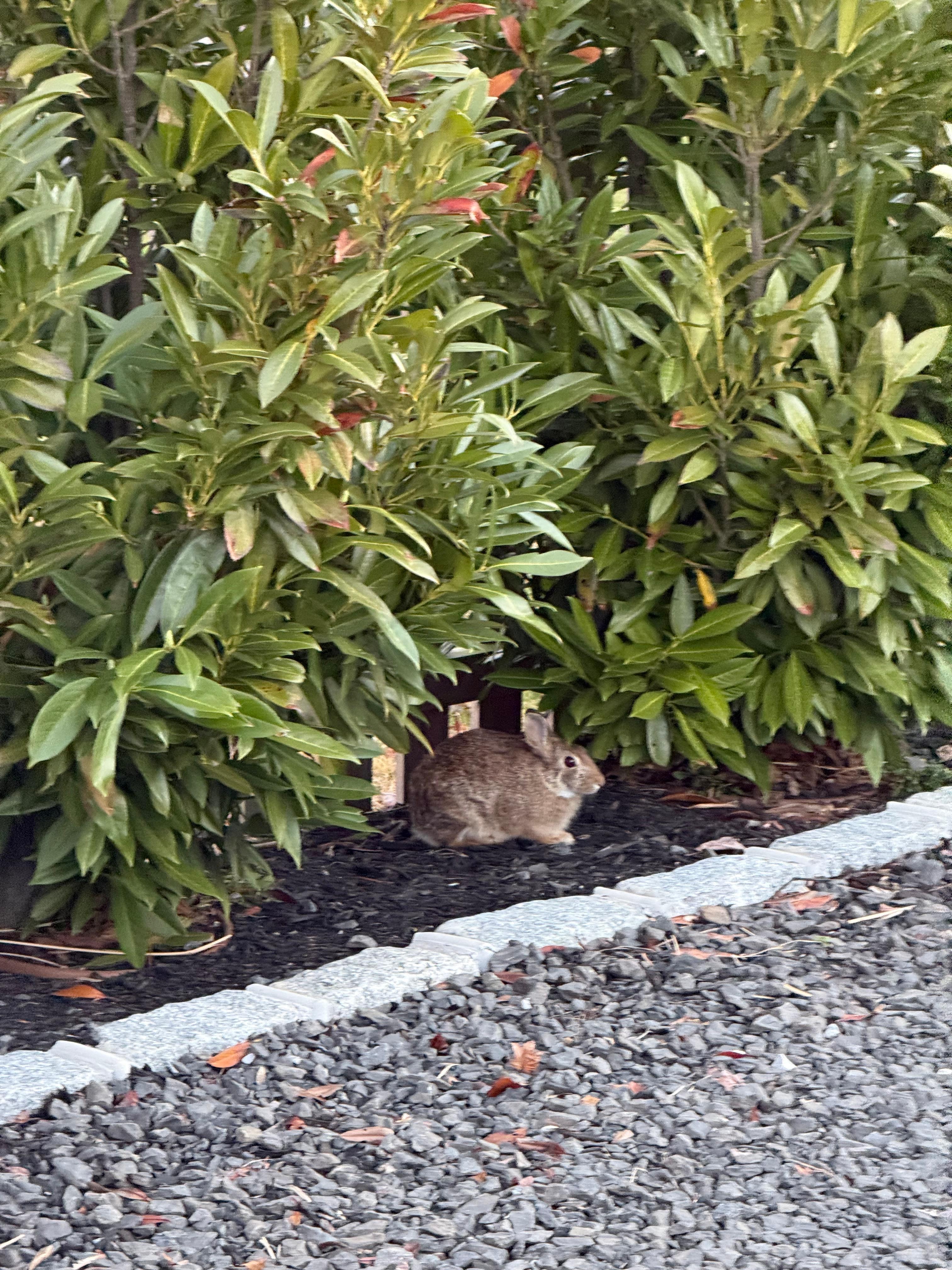 (Easter Bunny at B&B) lol)