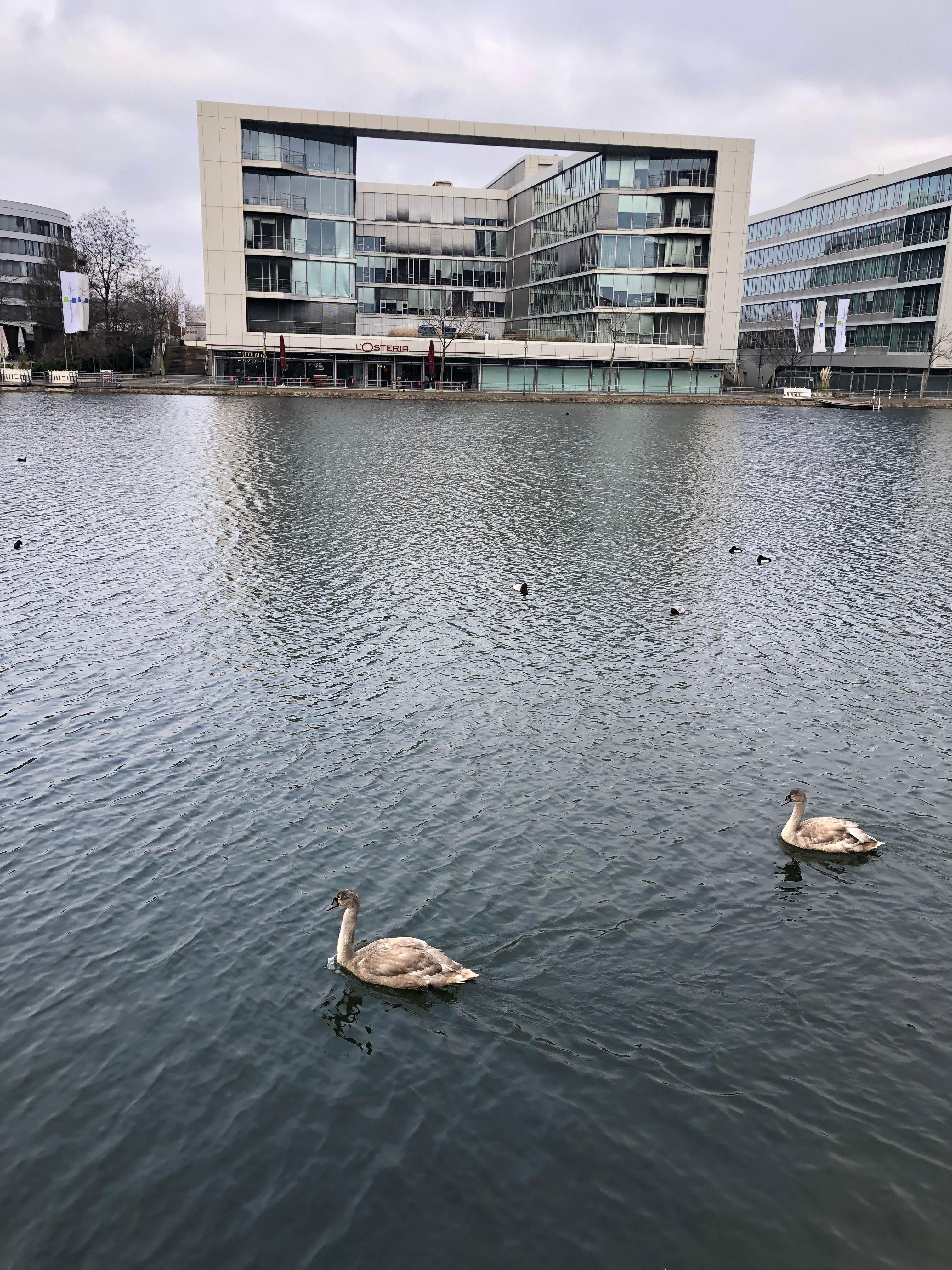 Holzhafen in Duisburg 