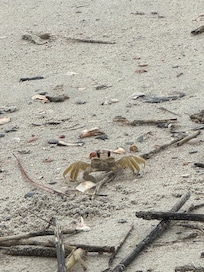 Sand crab