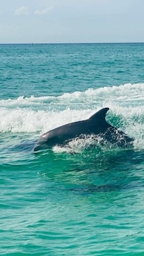 Dolphin playing and following boat
