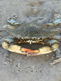 Blue crab that said hello on the beach!